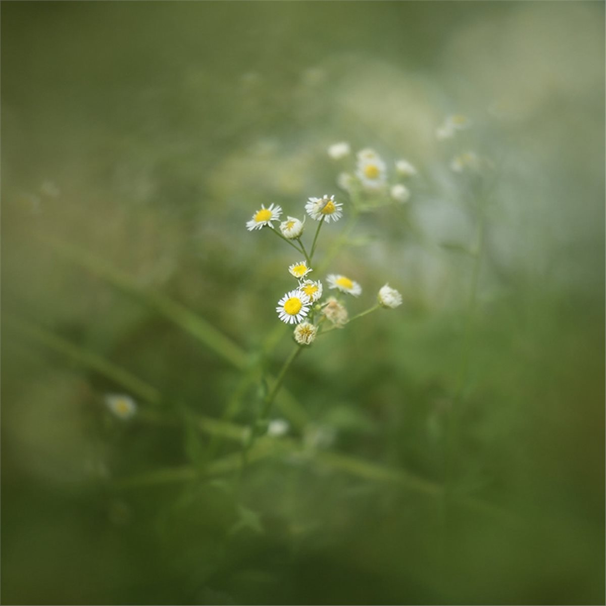 belong 77/82mm Center-Exposed  - Photography Close Up 评论和价格